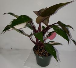 #12 Pink Princess Philodendron, Philodendron erubescens 'Pink Princess' #12